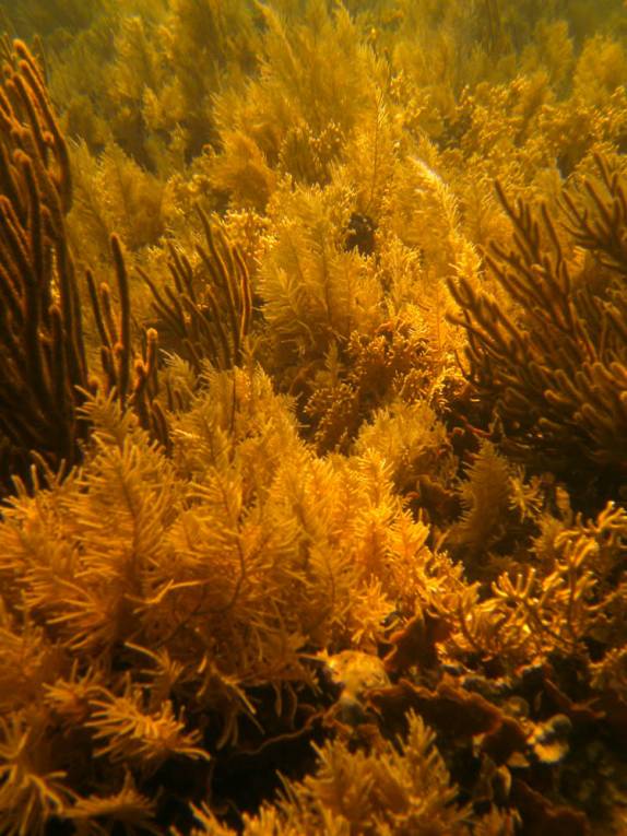 Um verdadeiro jardim submerso em Cayo Zapatilla, uma das ilhas de Bocas del Toro, no norte do Panamá